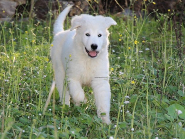 Cucciola 3 mesi