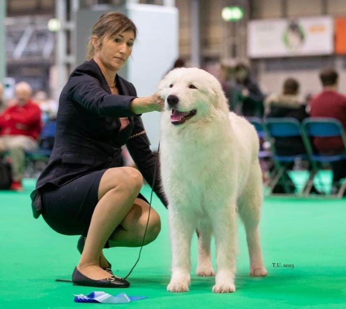 Faleria al Crufts - Birmingham UK